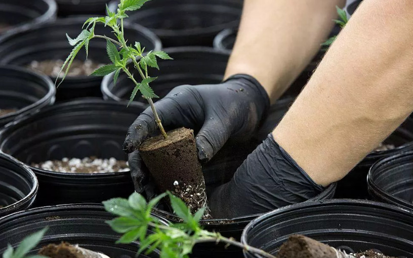 marijuana plants growing