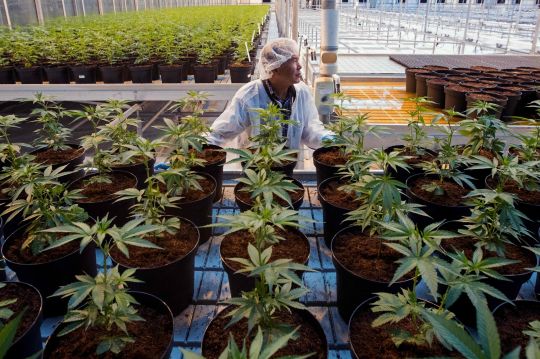cannabis plants factory