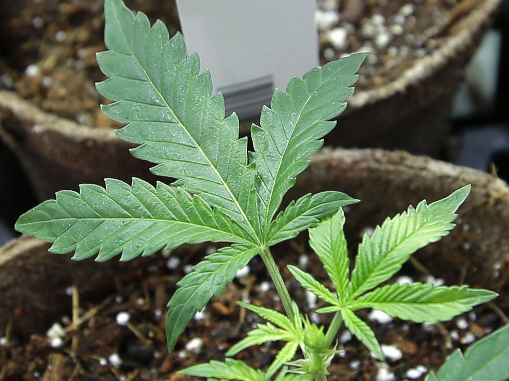 pot legalization