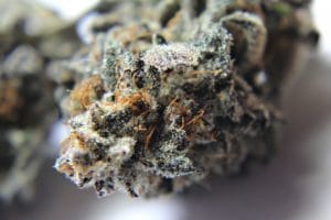 best strain for pain and anxiety